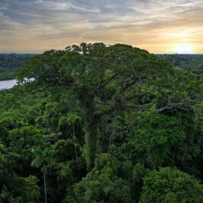 Mudanças climáticas geram variação desigual na diversidade de árvores entre Amazônia e Andes