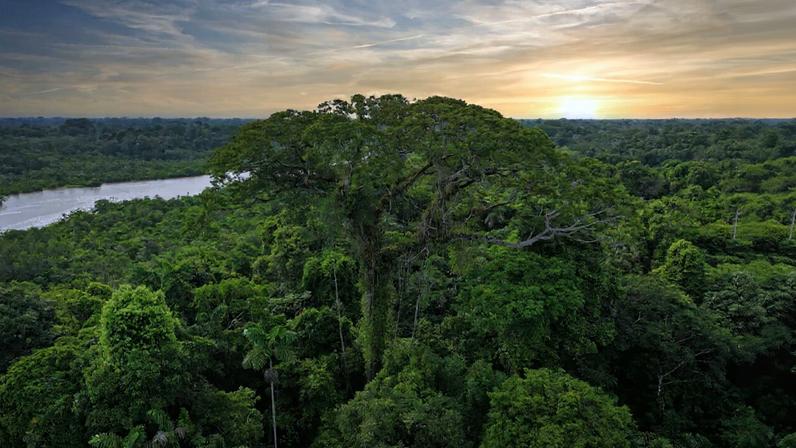 Mudanças climáticas geram variação desigual na diversidade de árvores entre Amazônia e Andes