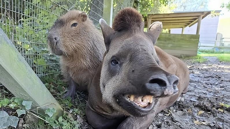Capivara e anta brasileira, amigas inseparáveis, são sacrificadas em zoo