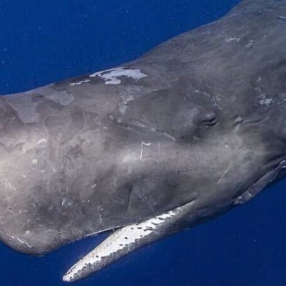 Açores evitam proposta de derrubar zonas de pesca na nova grande rede de AMP