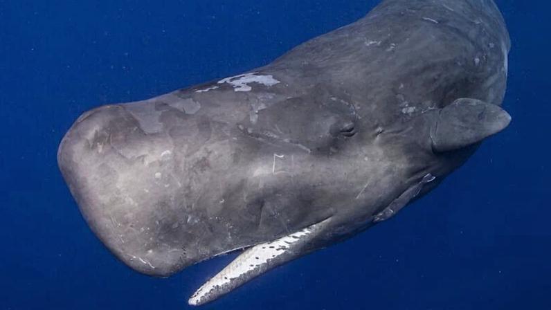 Açores evitam proposta de derrubar zonas de pesca na nova grande rede de AMP