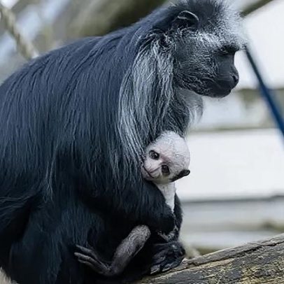 Macaco em perigo é pai de três filhotes no zoológico