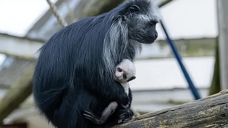 All three have been fathered by Bert, who arrived from a zoological reserve last year