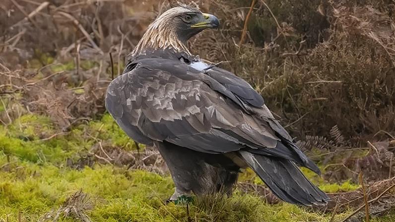Hamlet was relocated to southern Scotland from the Outer Hebrides
