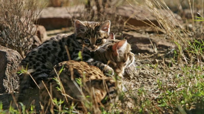 Tocas de roedores abrigam o menor felino da África