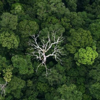 Visão aérea de Borneo revela paisagens e ecossistemas