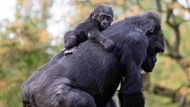 Gorilas são realocados de zoológico vazio para novo recinto