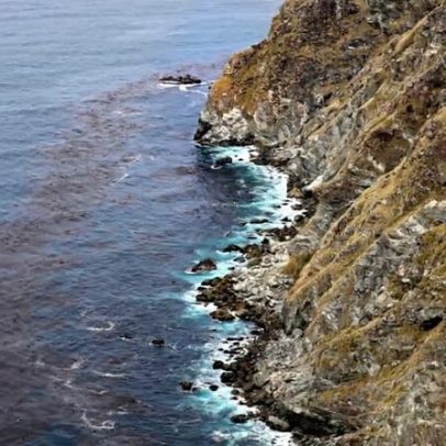 Megan Mayhew Bergman discute ciência, emoção e impacto de Silent Spring