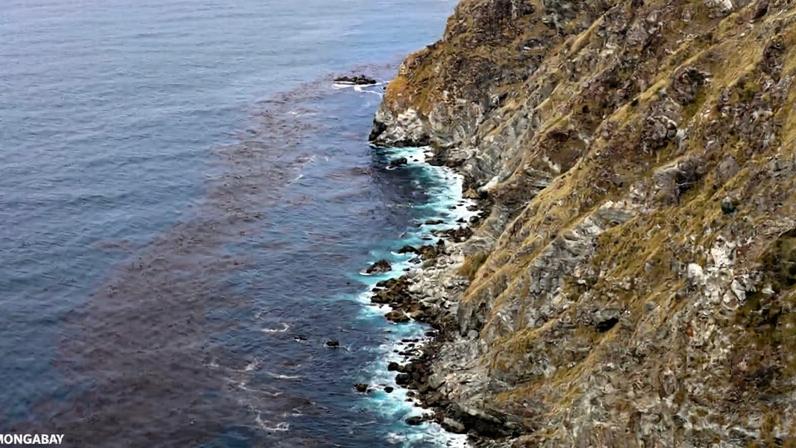 Megan Mayhew Bergman discute ciência, emoção e impacto de Silent Spring