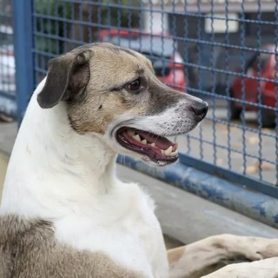 Cães e gatos podem ser sepultados em jazigos familiares em SP