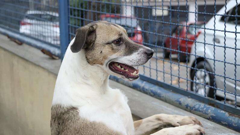 Cães e gatos podem ser sepultados em jazigos familiares em SP
