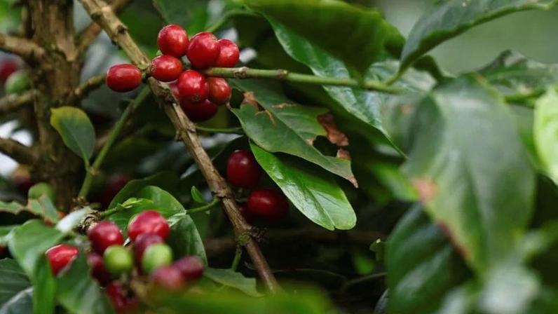 Produtores de Café Canéfora expandem lavouras no Brasil, incluindo MT