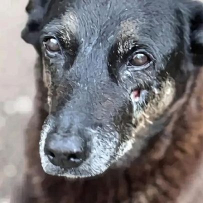 Polícia pede internação de jovem responsável pelo assassinato de Cão Orelha