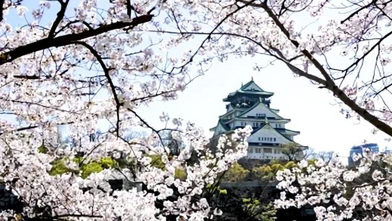 Castelo de Osaka remonta ao século 16 e é bastante procurado durante as florada das cerejeiras