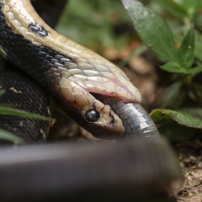 Por que cobras evoluíram para o canibalismo