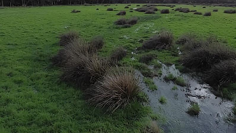 Dorset Wildlife Trust has been rewetting 170 hectares of land near Bere Regis