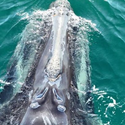 A jornada final da divisão