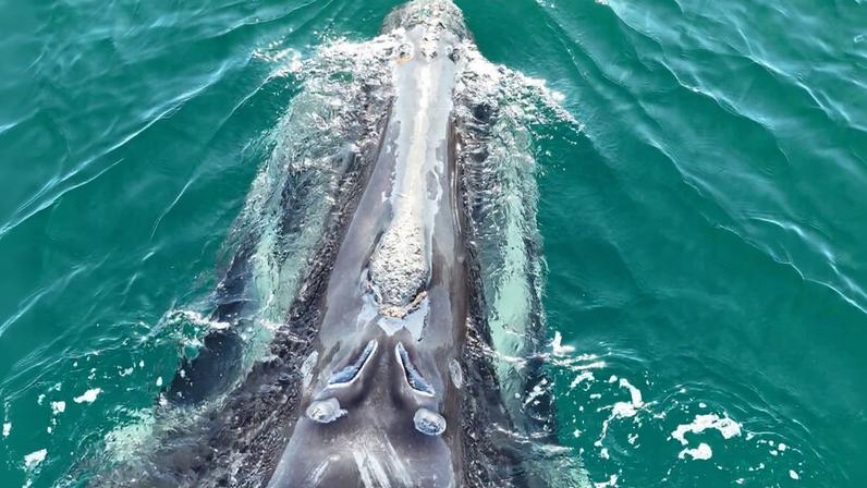 A jornada final da divisão