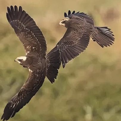 Harriers da marisma encontram novo lar na reserva costeira de Solway