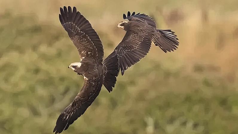 A pair of marsh harriers were spotted on the reserve last summer