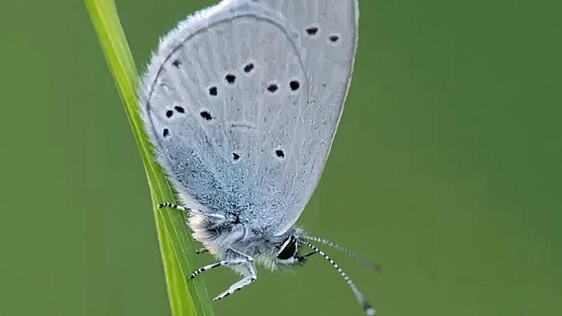 Grasslands in Surrey are home to protected species such as the small blue butterfly, according to Surrey Wildlife Trust