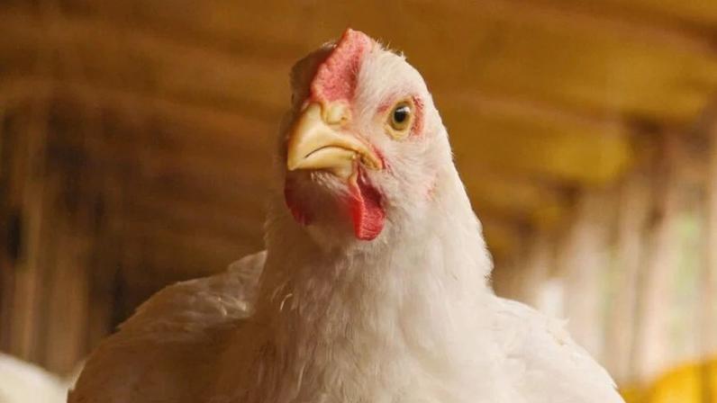 GTF está entre as maiores em processamento de aves