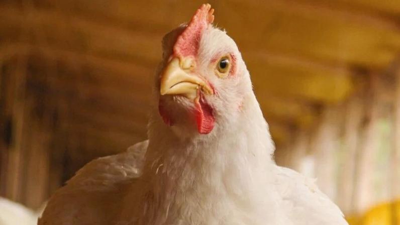 GTF está entre as maiores em processamento de aves