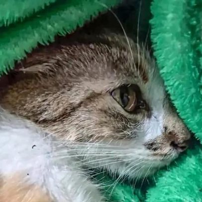 Mulher é presa por arremessar gata do 12º andar em prédio em Curitiba