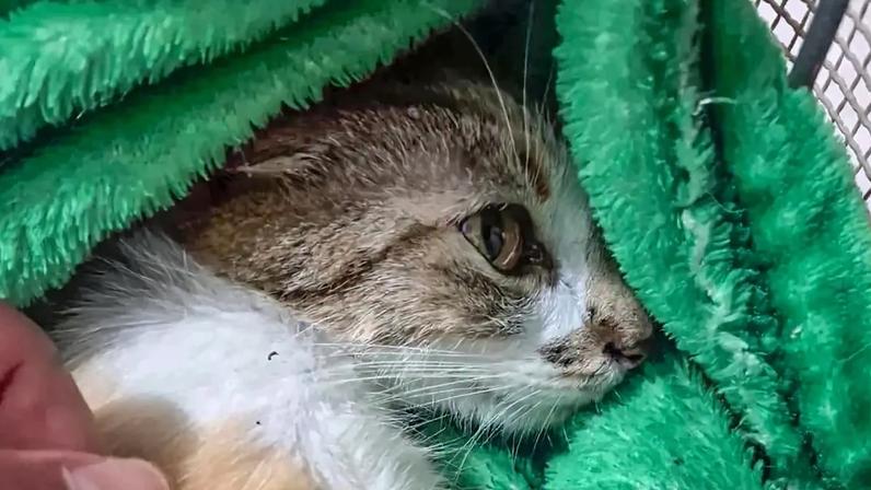 A gatinha sobreviveu, mas ficou ferida – foto: Polícia Civil do Paraná