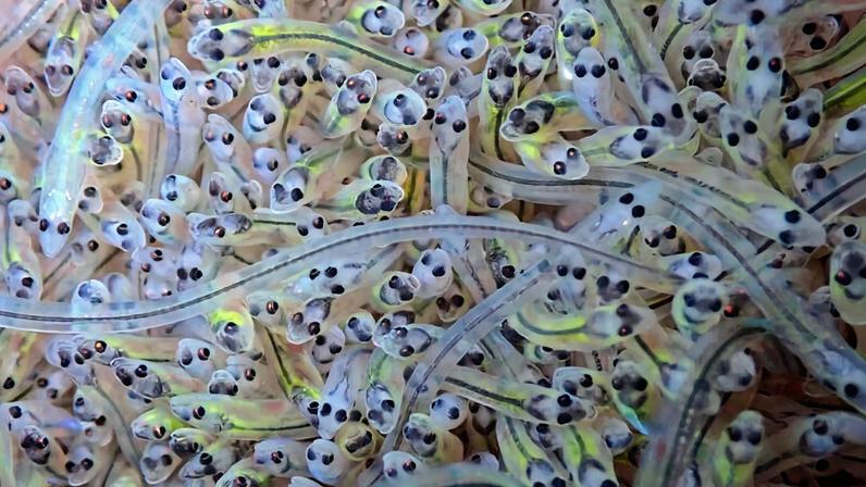 European eels are critically endangered due to the relentless demand for the aquaculture industry, with declines of more than 90% since 1980. Image by Adrien Groul via iNaturalist.