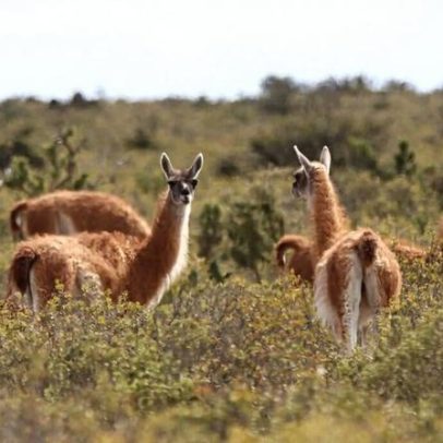 Retorno de guanacos ao Gran Chaco reaviva debate sobre translocação de fauna