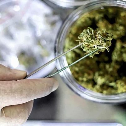 Anvisa oficializa novas regras para uso de cannabis medicinal no Brasil