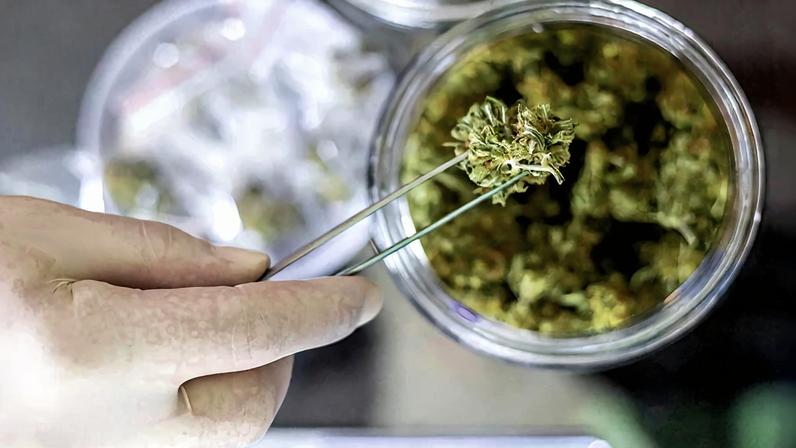 Efeito. Utilizar todos os componentes da flor de cannabis é a melhor forma de obter bons resultados na maioria dos tratamentos, diz o psiquiatra Falcone – Imagem: iStockphoto