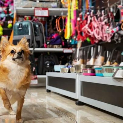 A segunda loja é o verdadeiro teste do empreendedor de pet shop