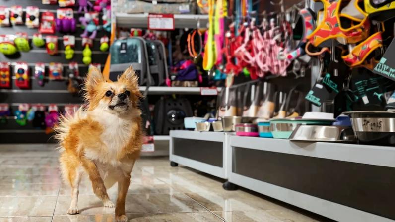 A segunda loja é o verdadeiro teste do empreendedor de pet shop