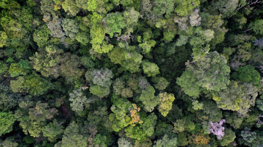 Como fazer a restauração de florestas de forma eficaz