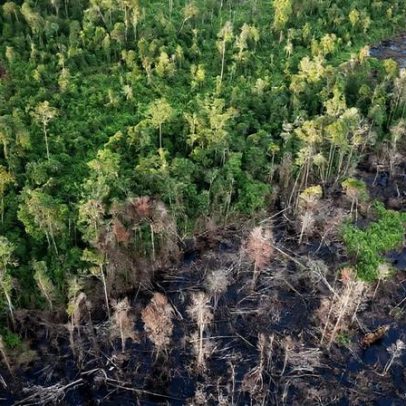 Custos justos da recuperação florestal na Indonésia (comentário)