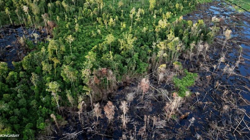 Custos justos da recuperação florestal na Indonésia (comentário)