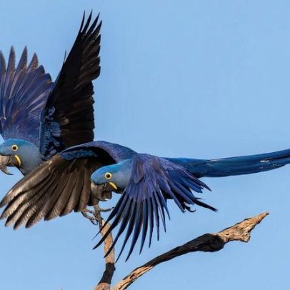 Metas ambiciosas de biodiversidade enfrentam financiamento limitado