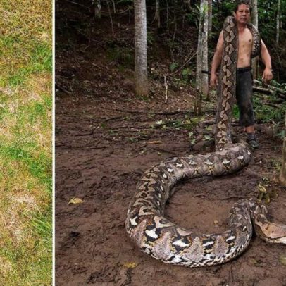 Maior serpente selvagem do mundo precisa de 9 homens para ser transportada