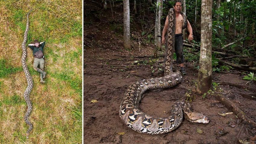 Maior serpente selvagem do mundo precisa de 9 homens para ser transportada