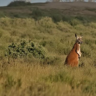 Austrália gasta US$18 bi a mais para prejudicar a natureza, diz estudo
