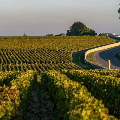 Renascimento do vinho branco de Bordéus recebe atenção