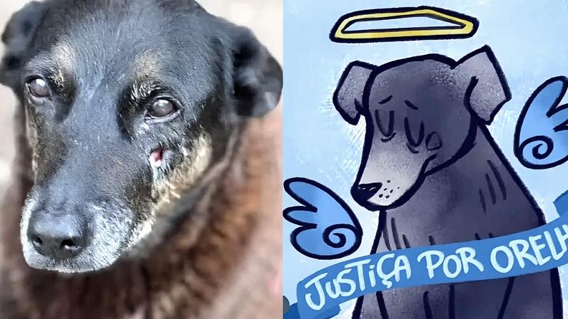 MP solicita exumação do cão Orelha e novas diligências no caso