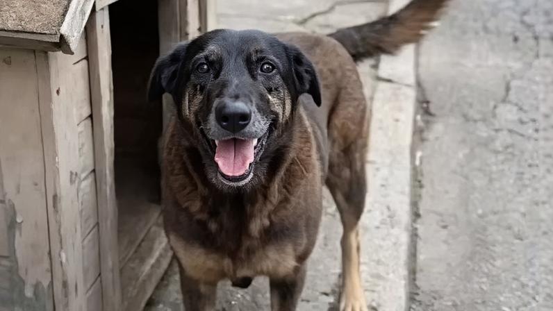 Orelha era um dos cães mascotes da região da Praia Brava, em Florianópolis. Créditos: Reprodução/Redes sociais