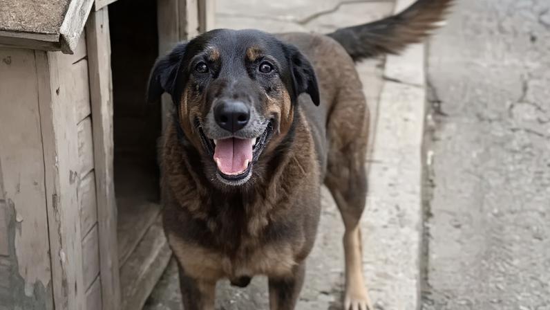 Orelha era um dos cães mascotes da região da Praia Brava, em Florianópolis. Créditos: Reprodução/Redes sociais