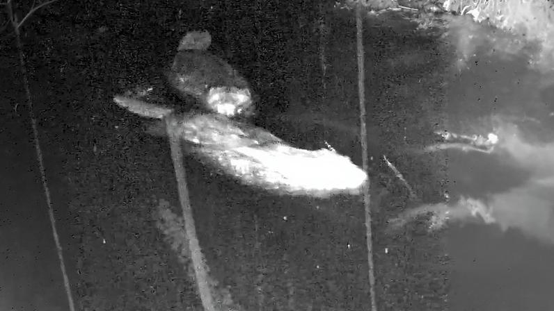 Amor no ar para casal de castores