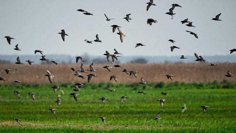 A flock of birds flying over a field. Image by Dariusz Grosa via Pexels.
