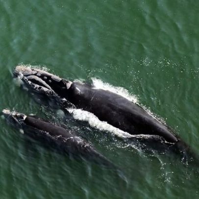 Mudanças climáticas reduzem nascimento da baleia-franca austral