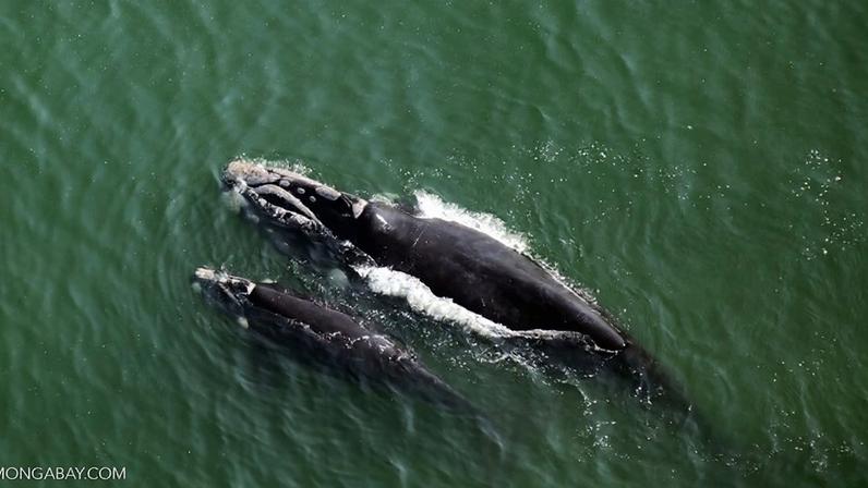 Mudanças climáticas reduzem nascimento da baleia-franca austral